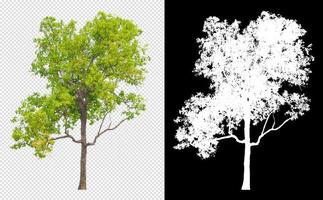 tree on transparent background picture with clipping path photo