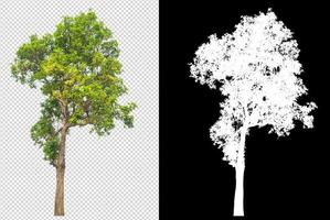 tree on transparent background picture with clipping path photo