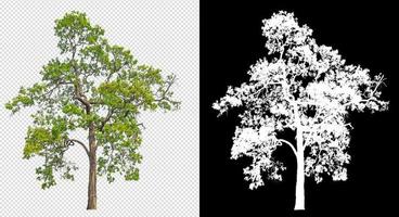 tree on transparent background picture with clipping path photo