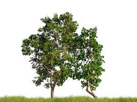 árbol aislado sobre fondo blanco foto