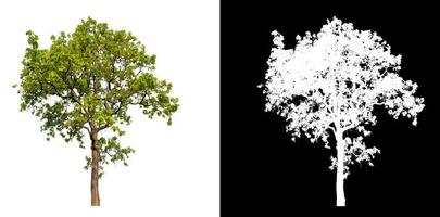 Tree White Background Stock Photos, Images and Backgrounds for Free Download