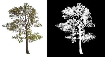 Isolated single tree on white background with clipping path photo