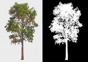 tree on transparent background picture with clipping path photo