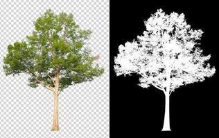 tree on transparent background picture with clipping path photo