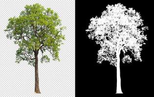 tree on transparent background picture with clipping path photo