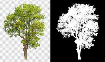 tree on transparent background picture with clipping path photo