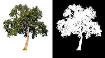 isolated tree on white background with clipping path photo