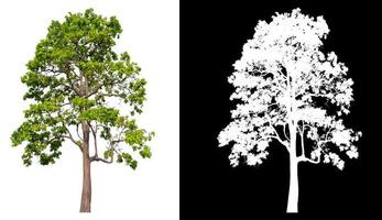 Isolated single tree on white background with clipping path photo