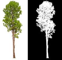 isolated tree on white background with clipping path photo