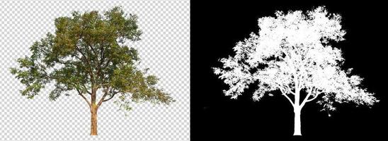 tree on transparent background image with clipping path photo