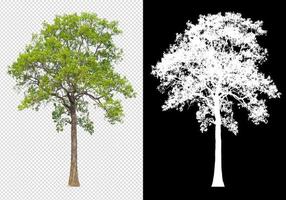 tree on transparent background picture with clipping path photo