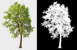 tree on transparent background picture with clipping path photo