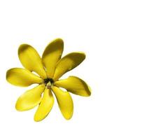Ylang-Ylang flower,Yellow fragrant flower on a white background photo