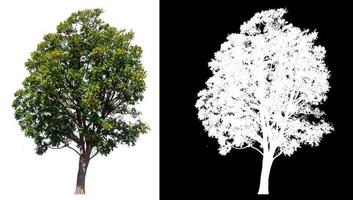 isolated tree on white background with clipping path photo