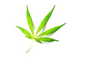 isolated cannabis leaf photo