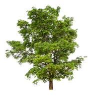 Big tree on transparent picture background with clippings path and alpha channel photo