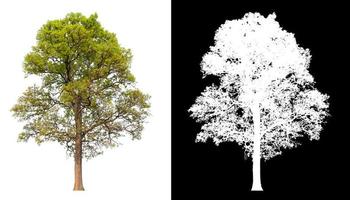 árbol grande sobre fondo de imagen transparente con ruta de recortes y canal alfa foto