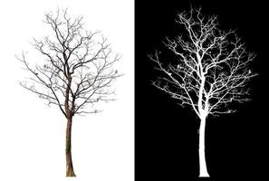 isolated tree without leaves with clipping path photo