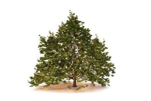 isolated single tree on white backgroundwith clipping path photo