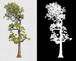 tree on transparent background picture with clipping path photo