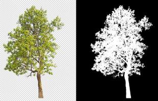 tree on transparent background picture with clipping path photo