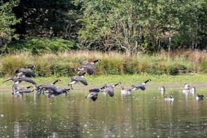Canada Geese arriving at a lake in Sussex photo