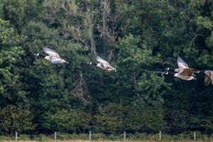 Canada Geese flying over a recently harvested wheat field photo