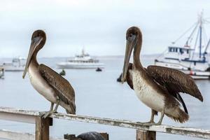 Brown Pelicans standing on a wooden  fence at Monterey photo