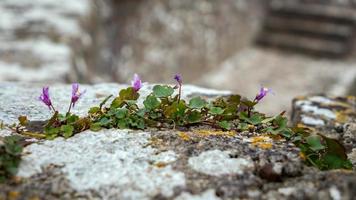Toadflax con hojas de hiedra que crece en una pared en pembroke foto