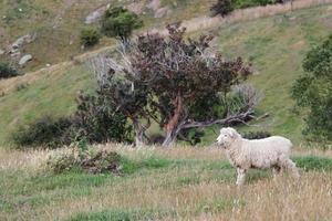 Sheep on the Otago Peninsula in New Zealand photo