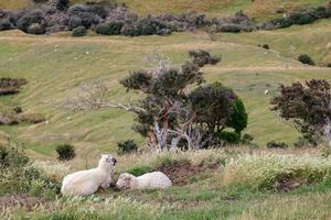 Sheep on the Otago Peninsula in New Zealand photo