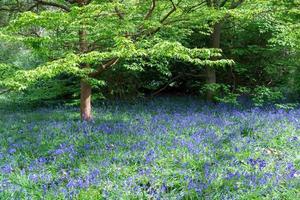 Bluebells in Full Bloom photo