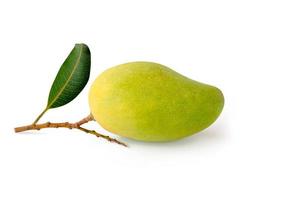 isolated green mango fruit photo