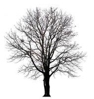 isolated tree witout leave on white background photo