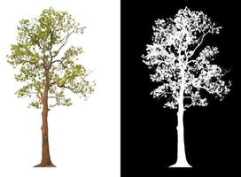 árbol grande sobre fondo de imagen transparente con ruta de recortes y canal alfa foto