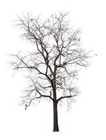 Tree without leaf on transparent background picture with clippings, leafless tree or death tree cut out from original background and selected for easy and fast use photo