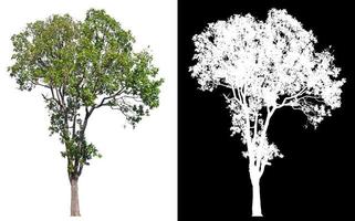 árbol grande sobre fondo de imagen transparente con ruta de recortes y canal alfa foto