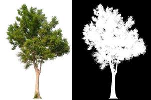 Isolated single tree on white background with clipping path photo