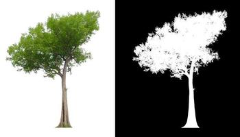 isolated tree on white background with clipping path photo