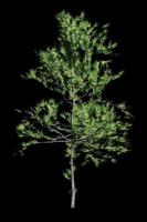 Cannabis tree isolated on black background in laboratory photo