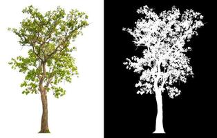 tree on white background with clipping path photo