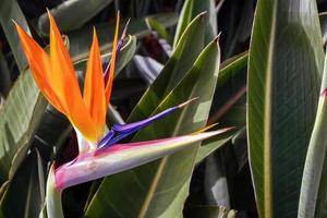 ave del paraíso flor de madeira foto