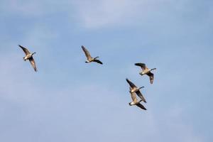 Canada Geese flying over a lake in Sussex photo