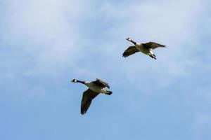 Canada Geese flying over fields near East Grinstead photo