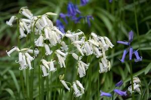 Bluebells in Staffhurst Woods near Oxted Surrey photo