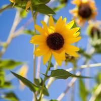 California Sunflower in full bloom photo