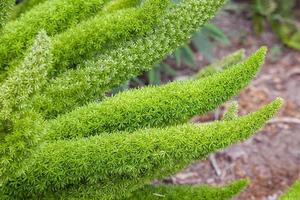 Sprengers Asparagus densiflorus Jessop growing in Santa Barbara photo