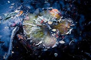 Decaying Leaf in the Lake photo