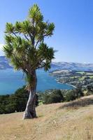 árbol de col cerca de dunedin foto