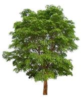 isolated big tree on white background with clipping path photo